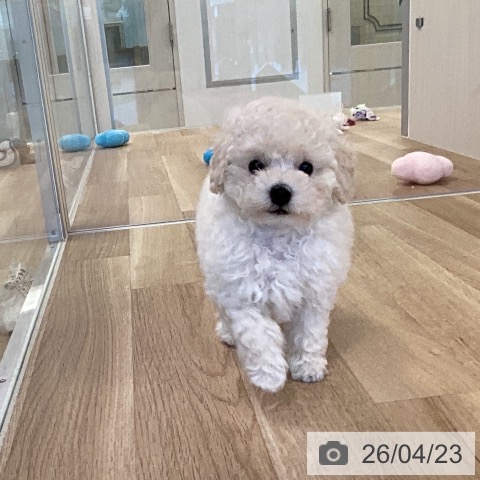 福岡県のトイプードル(トイ) (ペットプラス ららぽーと福岡店/2026年2月18日生まれ/女の子/ホワイト)の子犬の4枚目の画像