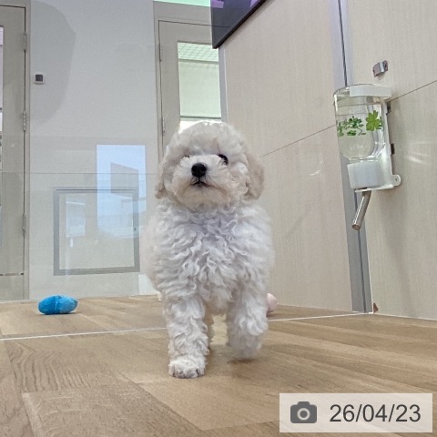 福岡県のトイプードル(トイ) (ペットプラス ららぽーと福岡店/2026年2月18日生まれ/女の子/ホワイト)の子犬の3枚目の画像