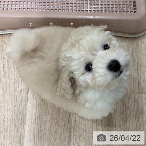 福岡県のトイプードル(トイ) (ペットプラス 八幡東店/2026年2月18日生まれ/女の子/ホワイト)の子犬の4枚目の画像