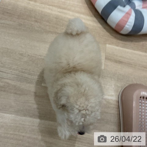 福岡県のトイプードル(トイ) (ペットプラス 八幡東店/2026年2月18日生まれ/女の子/ホワイト)の子犬の3枚目の画像