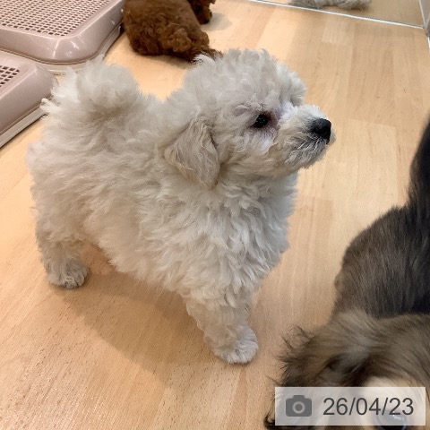 トイ・プードルの写真