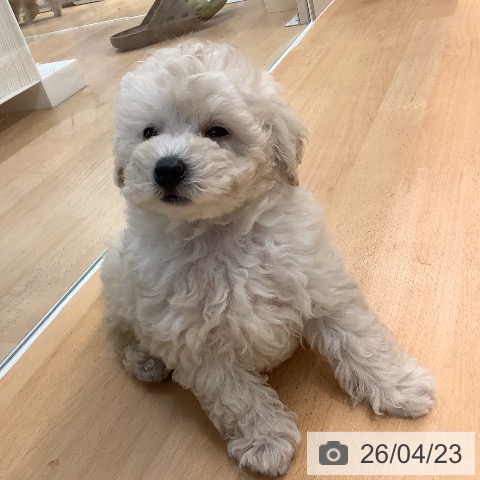 トイ・プードルの写真