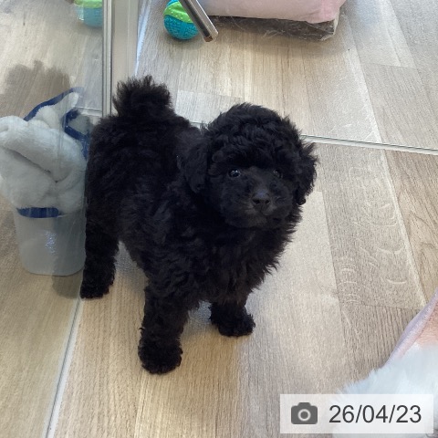 トイ・プードルの写真