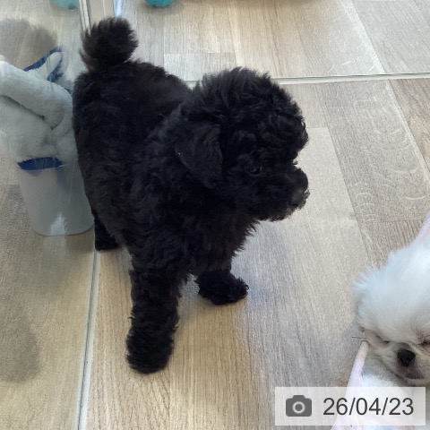 トイ・プードルの写真