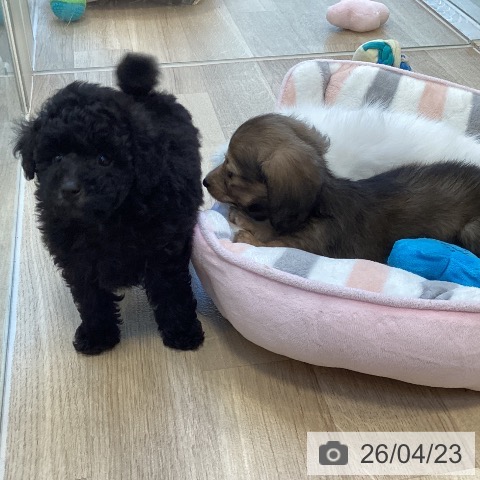 トイ・プードルの写真