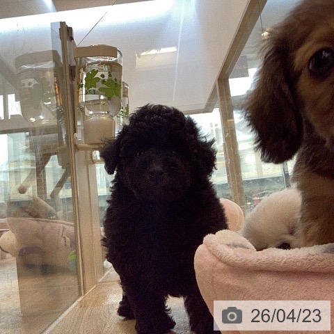 トイ・プードルの写真