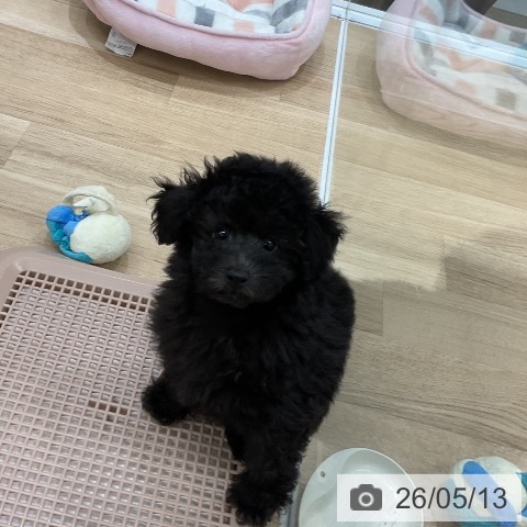 福岡県のトイプードル(トイ) (ペットプラス 八幡東店/2026年2月19日生まれ/男の子/シルバー)の子犬の4枚目の画像
