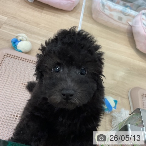 福岡県のトイプードル(トイ) (ペットプラス 八幡東店/2026年2月19日生まれ/男の子/シルバー)の子犬の3枚目の画像