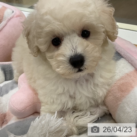 トイ・プードルの写真