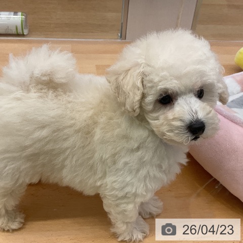 トイ・プードルの写真