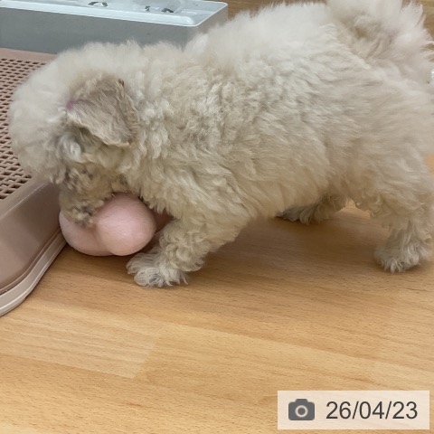 トイ・プードルの写真