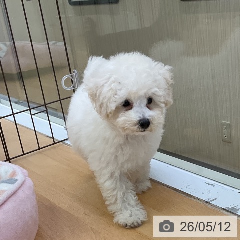 福岡県のトイプードル(トイ) (ペットプラス 福岡店/2026年2月19日生まれ/女の子/ホワイト)の子犬の3枚目の画像