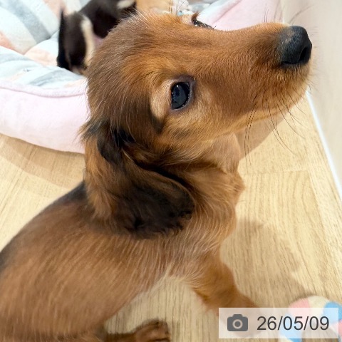 カニーンヘン・ダックスフンドの写真