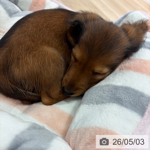 神奈川県のカニンヘンダックスフンド(ロング) (ペットプラス ゆめが丘ソラトス店/2026年2月19日生まれ/男の子/レッド)の子犬の4枚目の画像