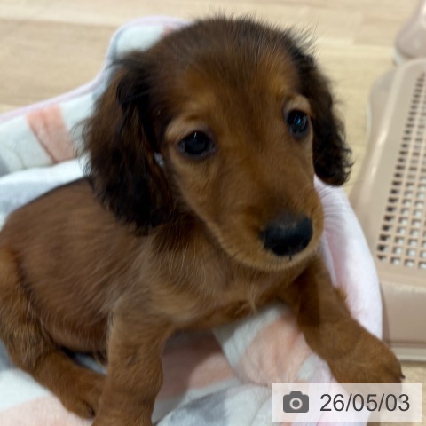 神奈川県のカニンヘンダックスフンド(ロング) (ペットプラス ゆめが丘ソラトス店/2026年2月19日生まれ/男の子/レッド)の子犬の3枚目の画像