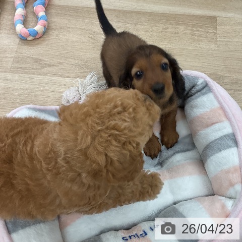 福岡県のカニンヘンダックスフンド(ロング) (ペットプラス 八幡東店/2026年2月19日生まれ/男の子/マホガニーレッド)の子犬の4枚目の画像