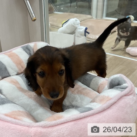 福岡県のカニンヘンダックスフンド(ロング) (ペットプラス 八幡東店/2026年2月19日生まれ/男の子/マホガニーレッド)の子犬の3枚目の画像