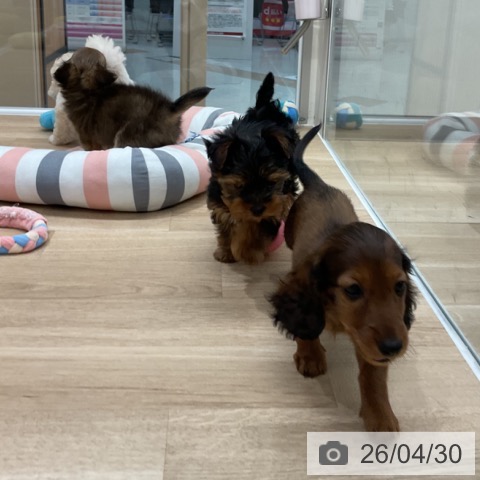福岡県のカニンヘンダックスフンド(ロング) (ペットプラス 八幡東店/2026年2月19日生まれ/男の子/マホガニーレッド)の子犬の4枚目の画像