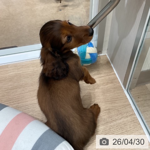 福岡県のカニンヘンダックスフンド(ロング) (ペットプラス 八幡東店/2026年2月19日生まれ/男の子/マホガニーレッド)の子犬の3枚目の画像