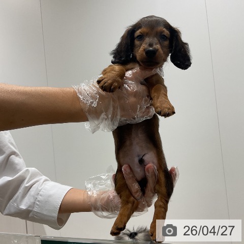 カニーンヘン・ダックスフンドの写真