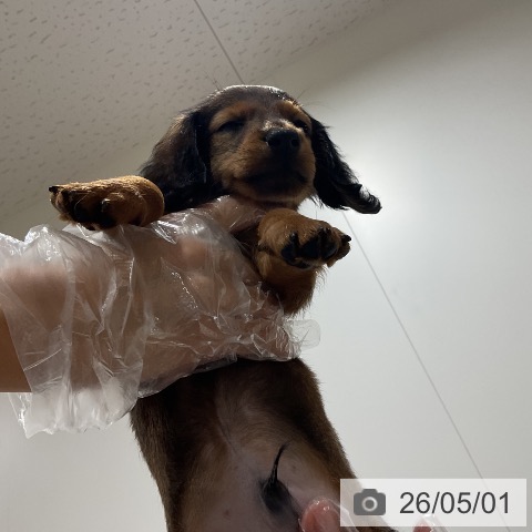 埼玉県のカニンヘンダックスフンド(ロング) (ペッツワン 吉川美南店/2026年2月19日生まれ/男の子/マホガニーレッド)の子犬の4枚目の画像