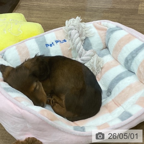 埼玉県のカニンヘンダックスフンド(ロング) (ペッツワン 吉川美南店/2026年2月19日生まれ/男の子/マホガニーレッド)の子犬の3枚目の画像
