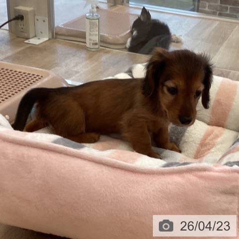 カニーンヘン・ダックスフンドの写真