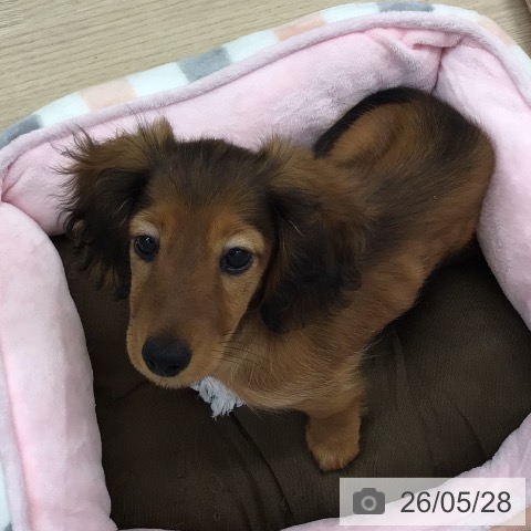 カニーンヘン・ダックスフンドの写真