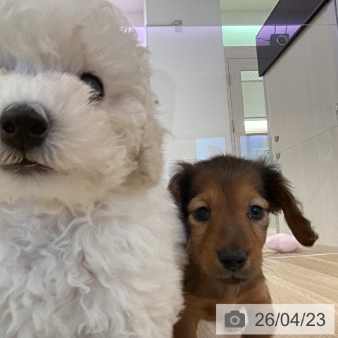 カニーンヘン・ダックスフンドの写真