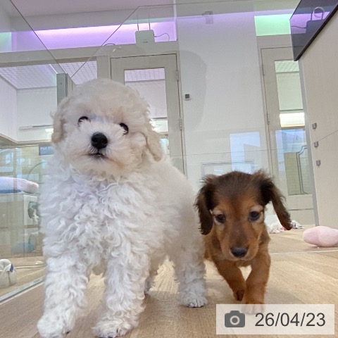 カニーンヘン・ダックスフンドの写真