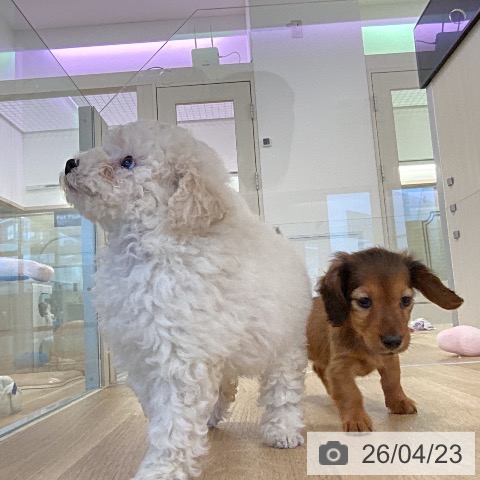 カニーンヘン・ダックスフンドの写真