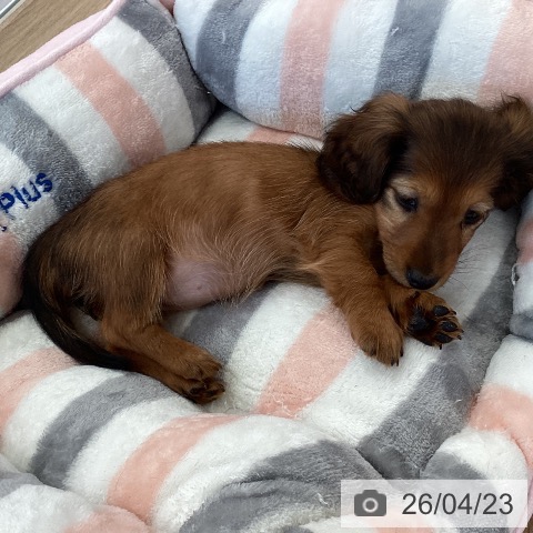 カニーンヘン・ダックスフンドの写真