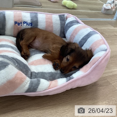 カニーンヘン・ダックスフンドの写真