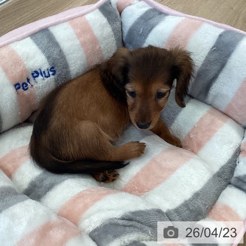 カニーンヘン・ダックスフンドの写真