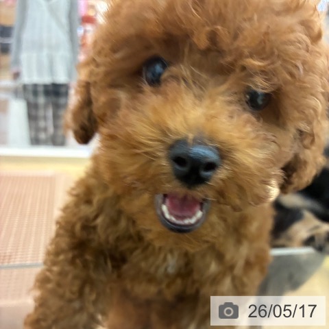 宮崎県のトイプードル(トイ) (ペットプラス 宮崎店/2026年2月14日生まれ/男の子/レッド)の子犬の4枚目の画像