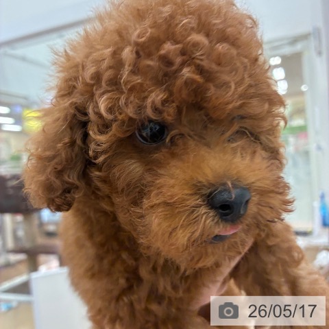 宮崎県のトイプードル(トイ) (ペットプラス 宮崎店/2026年2月14日生まれ/男の子/レッド)の子犬の3枚目の画像
