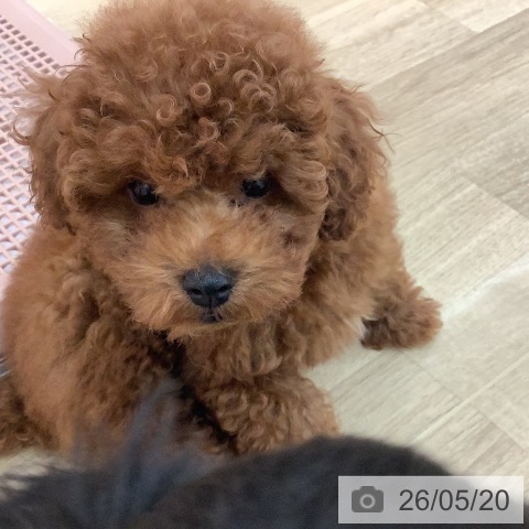 宮崎県のトイプードル(トイ) (ペットプラス 宮崎店/2026年2月14日生まれ/男の子/レッド)の子犬の4枚目の画像