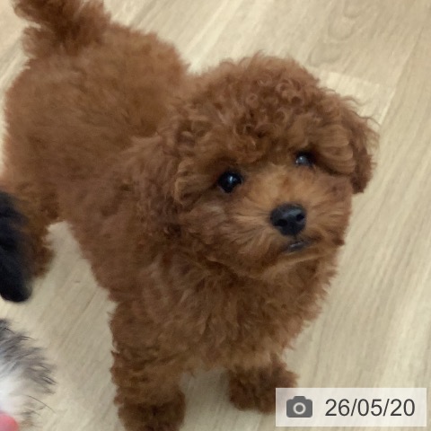 宮崎県のトイプードル(トイ) (ペットプラス 宮崎店/2026年2月14日生まれ/男の子/レッド)の子犬の3枚目の画像