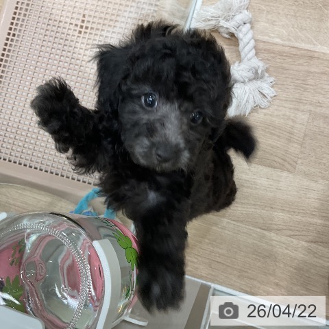 福岡県のトイプードル(トイ) (ペットプラス 八幡東店/2026年2月19日生まれ/男の子/シルバー)の子犬の4枚目の画像