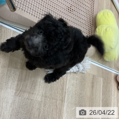 福岡県のトイプードル(トイ) (ペットプラス 八幡東店/2026年2月19日生まれ/男の子/シルバー)の子犬の3枚目の画像