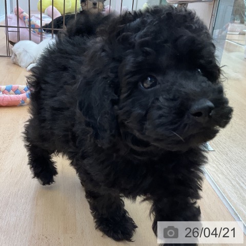 トイ・プードルの写真