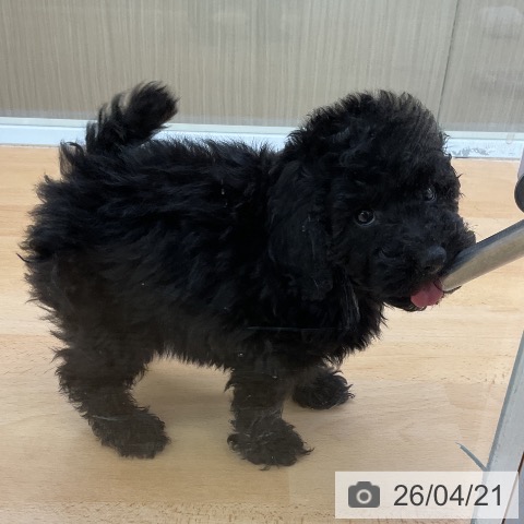 トイ・プードルの写真