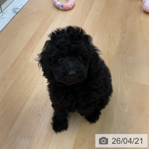 トイ・プードルの写真