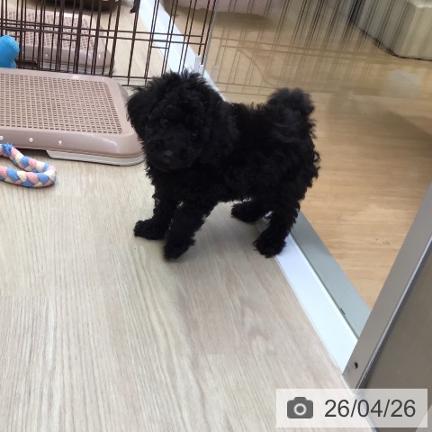 沖縄県のトイプードル(トイ) (ペットプラス 沖縄ライカム店/2026年2月18日生まれ/男の子/ブラック)の子犬の4枚目の画像