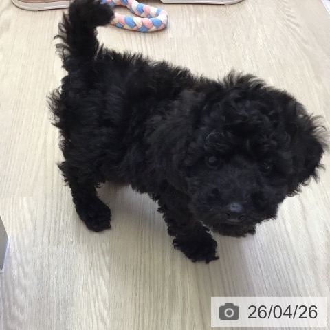 沖縄県のトイプードル(トイ) (ペットプラス 沖縄ライカム店/2026年2月18日生まれ/男の子/ブラック)の子犬の3枚目の画像