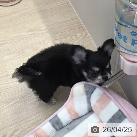 沖縄県のチワワ(ロング) (ペットプラス 沖縄ライカム店/2026年2月18日生まれ/男の子/ブラックタンホワイト)の子犬の4枚目の画像