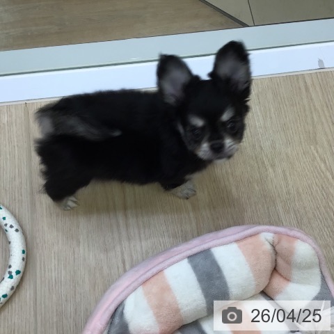 沖縄県のチワワ(ロング) (ペットプラス 沖縄ライカム店/2026年2月18日生まれ/男の子/ブラックタンホワイト)の子犬の3枚目の画像