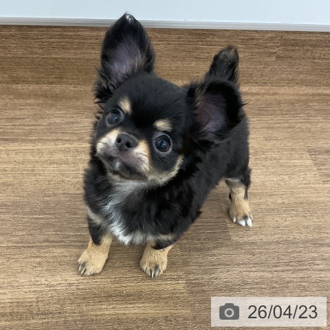 千葉県のチワワ(ロング) (ペッツワン 千葉ニュータウン店/2026年2月18日生まれ/男の子/ブラックタンホワイト)の子犬の3枚目の画像