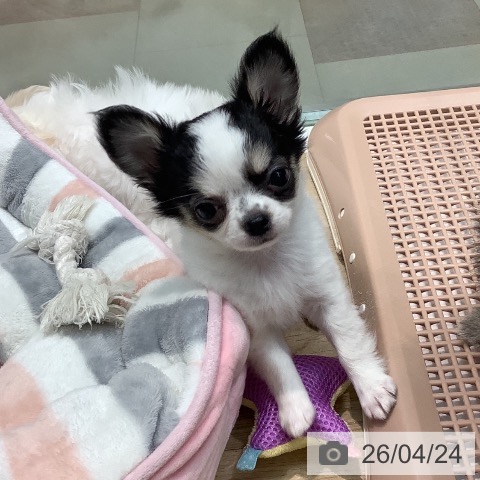 埼玉県のチワワ(ロング) (ペットプラス ららぽーと新三郷店/2026年2月14日生まれ/女の子/ホワイトブラックタン)の子犬の4枚目の画像