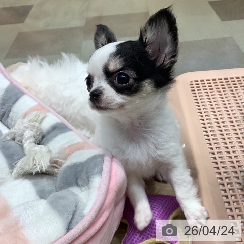 埼玉県のチワワ(ロング) (ペットプラス ららぽーと新三郷店/2026年2月14日生まれ/女の子/ホワイトブラックタン)の子犬の3枚目の画像